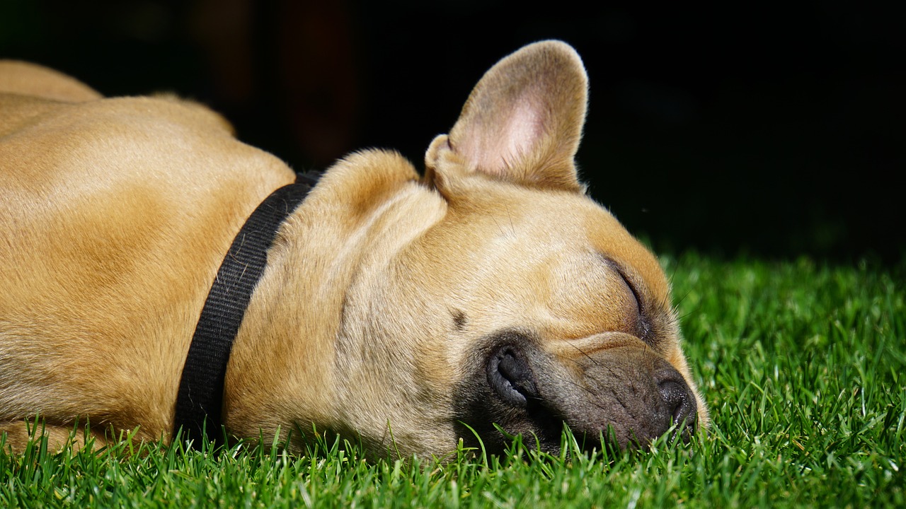 Best 11 Dog Sleeping Positions & What each position means?