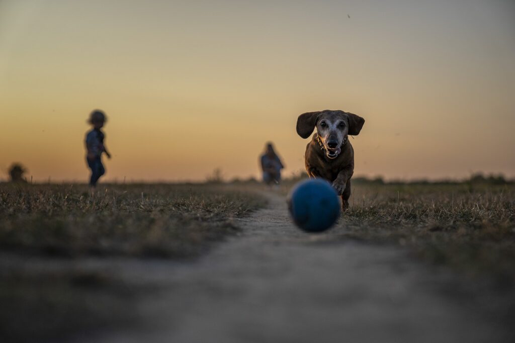 5 Games to Play With Your Dog