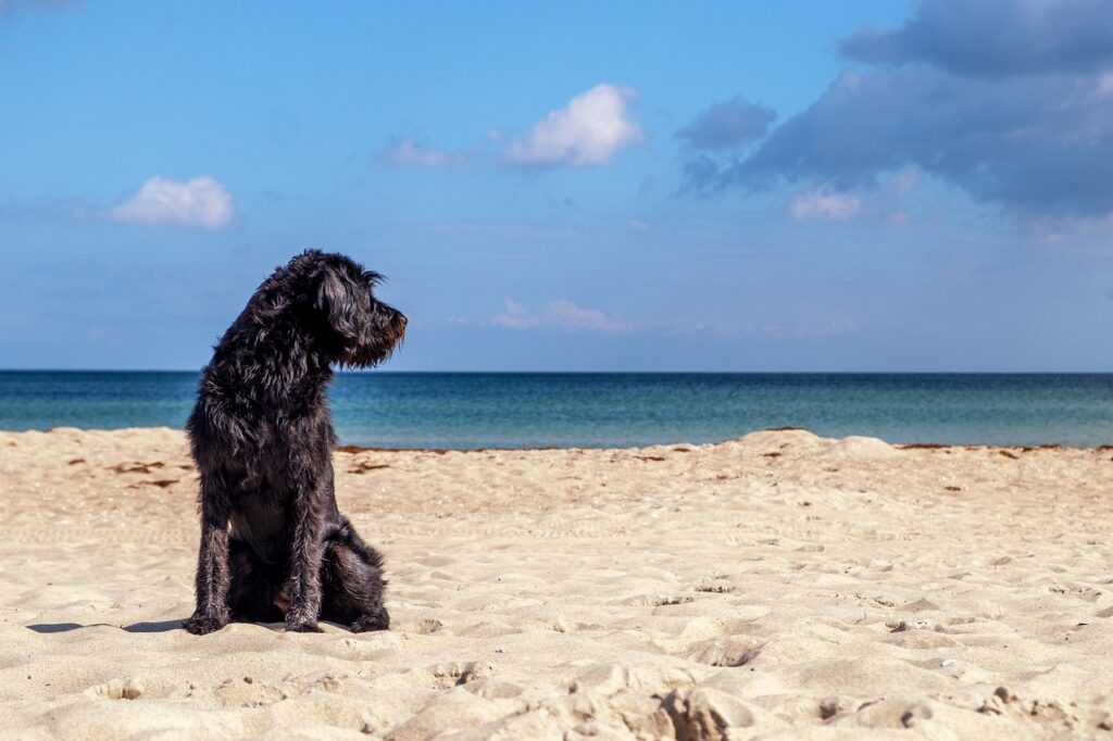 A Guide to Taking Your Dog to the Beach