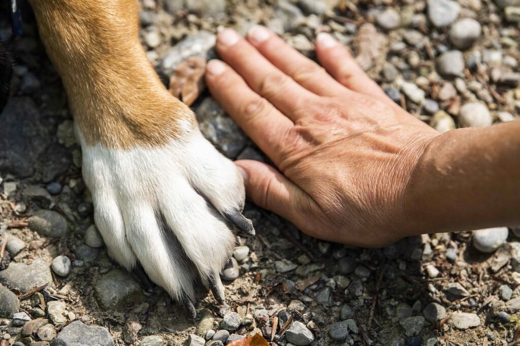 Common Dog Hand Signals for Dog Training