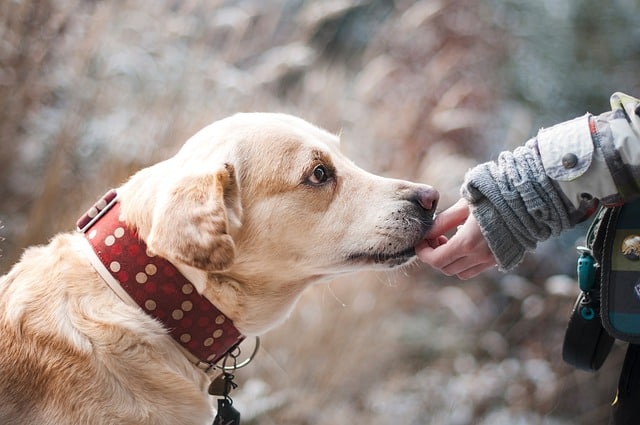 Creative Dog Enrichment Ideas