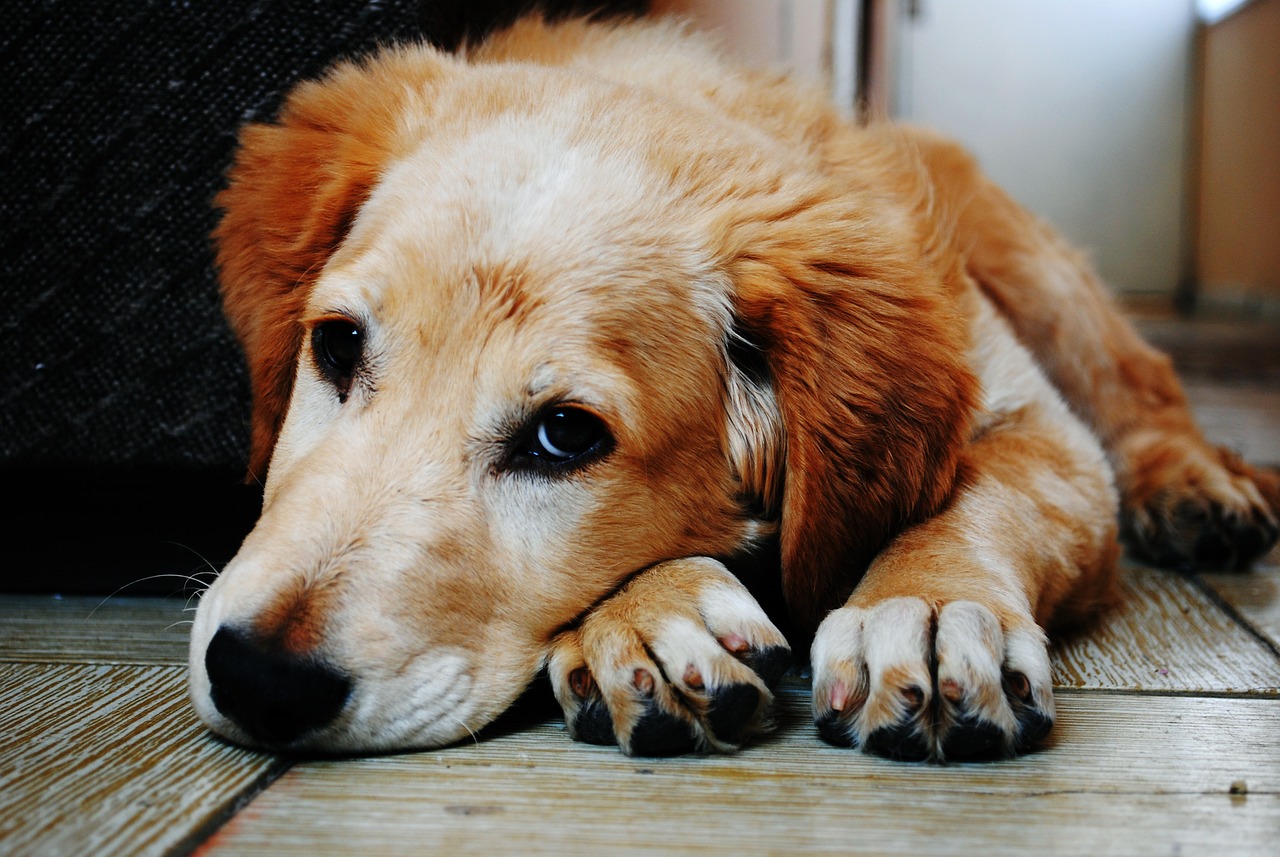 Dog Training: How to Teach Your Dog to Lie Down