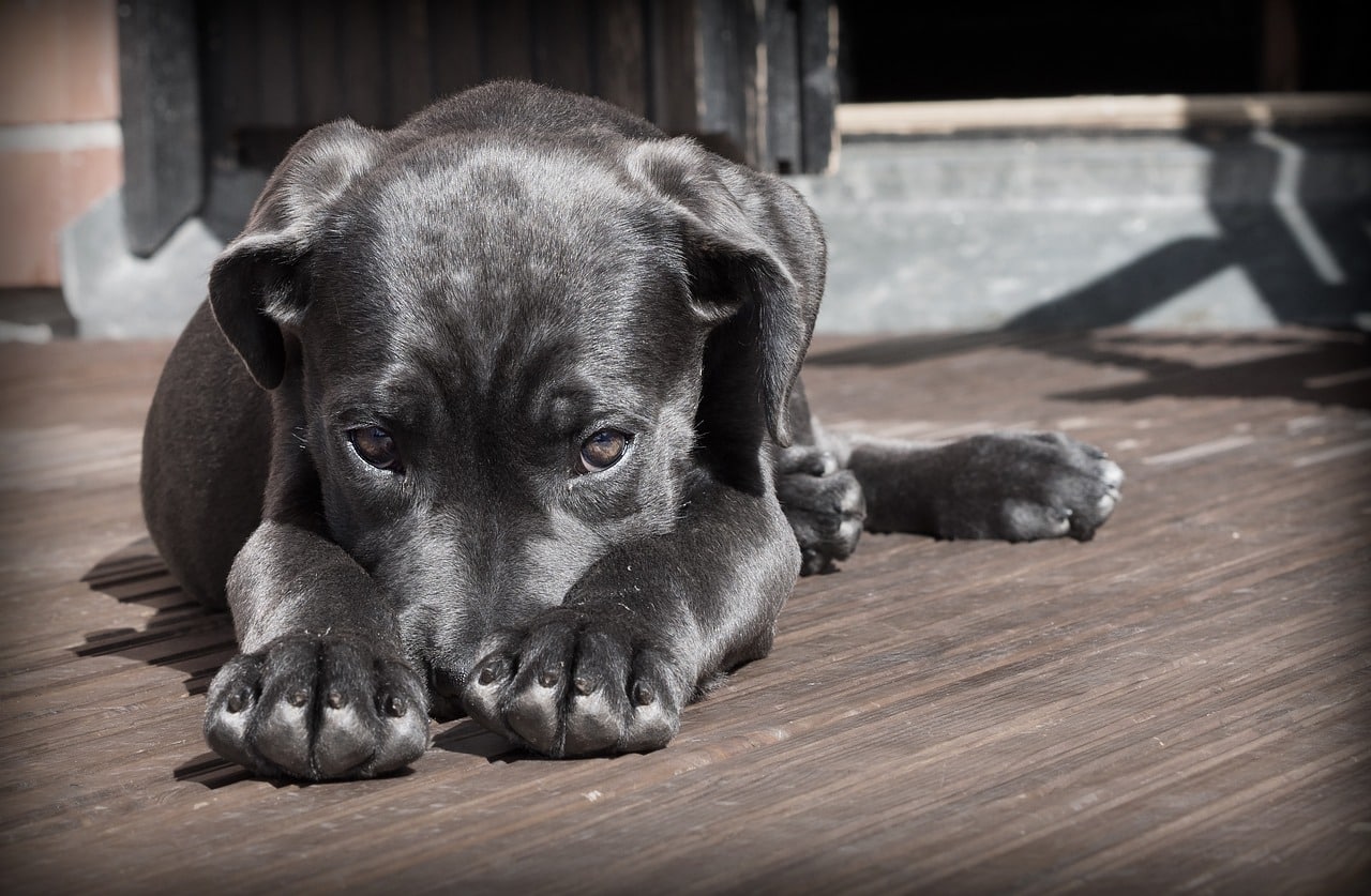 How Long You Can Leave a Dog Alone At Home