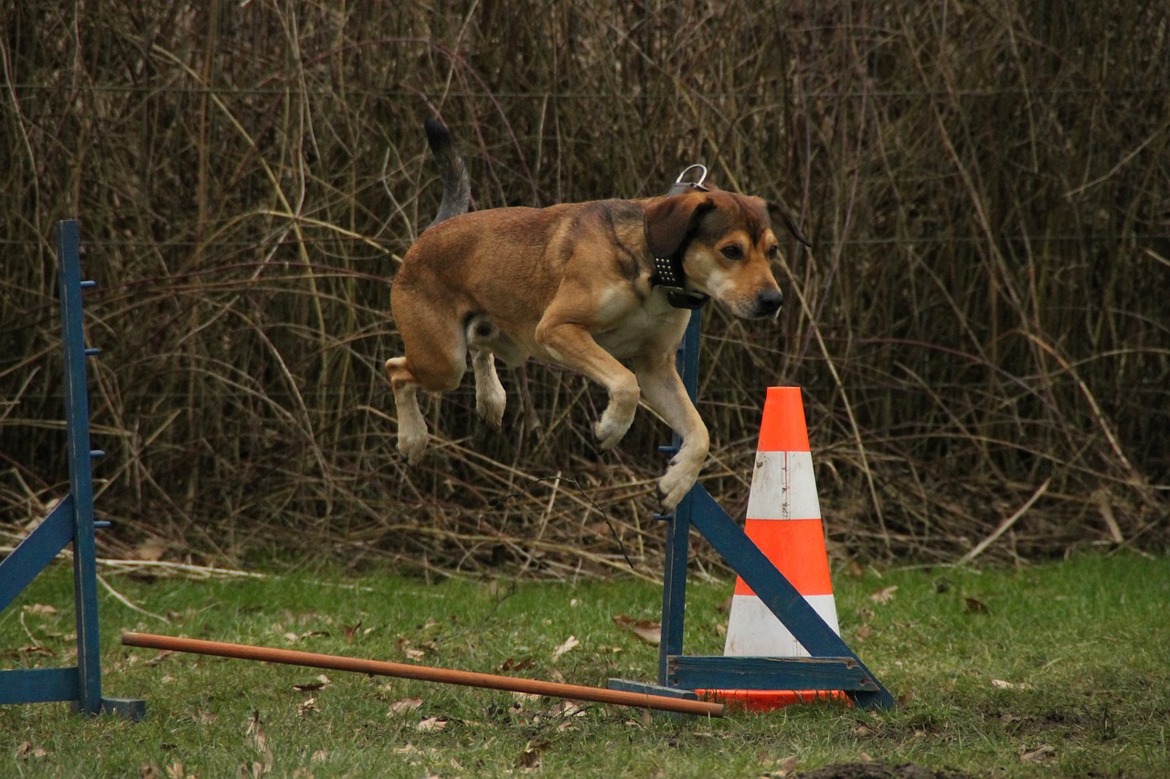 How Much Exercise Does a Dog Need?