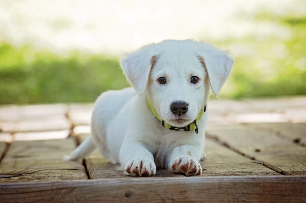 How Often Do Dogs Need to Pee?