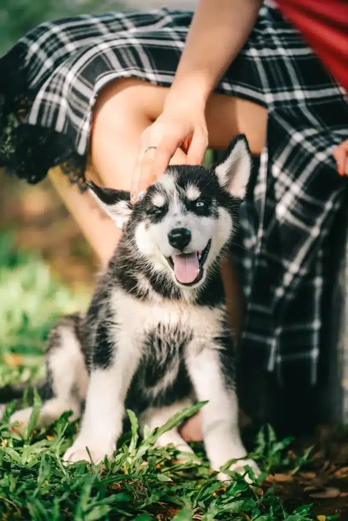 How to Read Dog Body Language