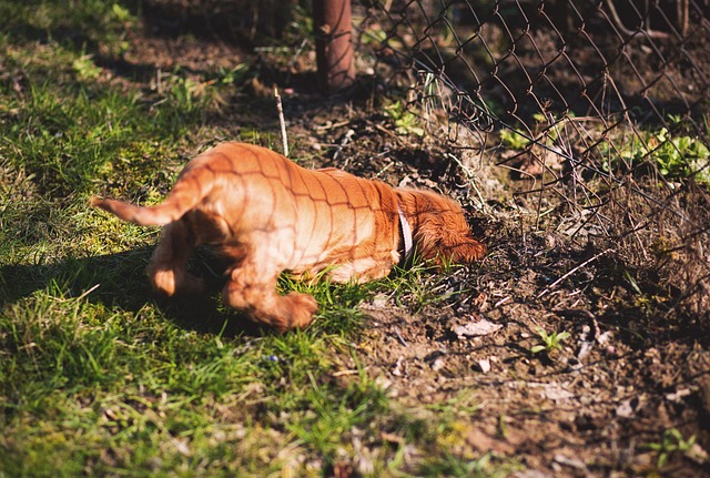 How to Stop a Dog from Digging