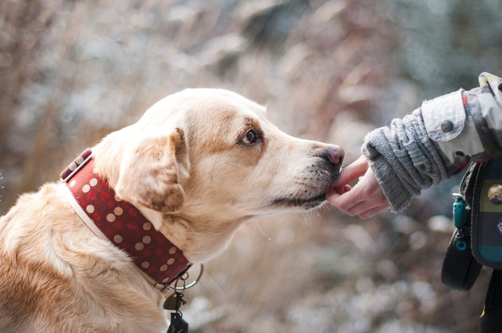 How to Teach a Dog to Roll Over in 9 Easy Steps