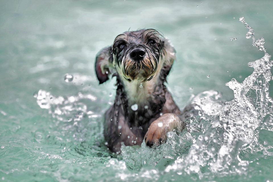 How to Teach a Dog to Swim