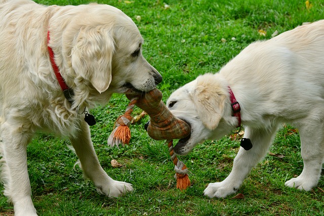 outdoor dog toys