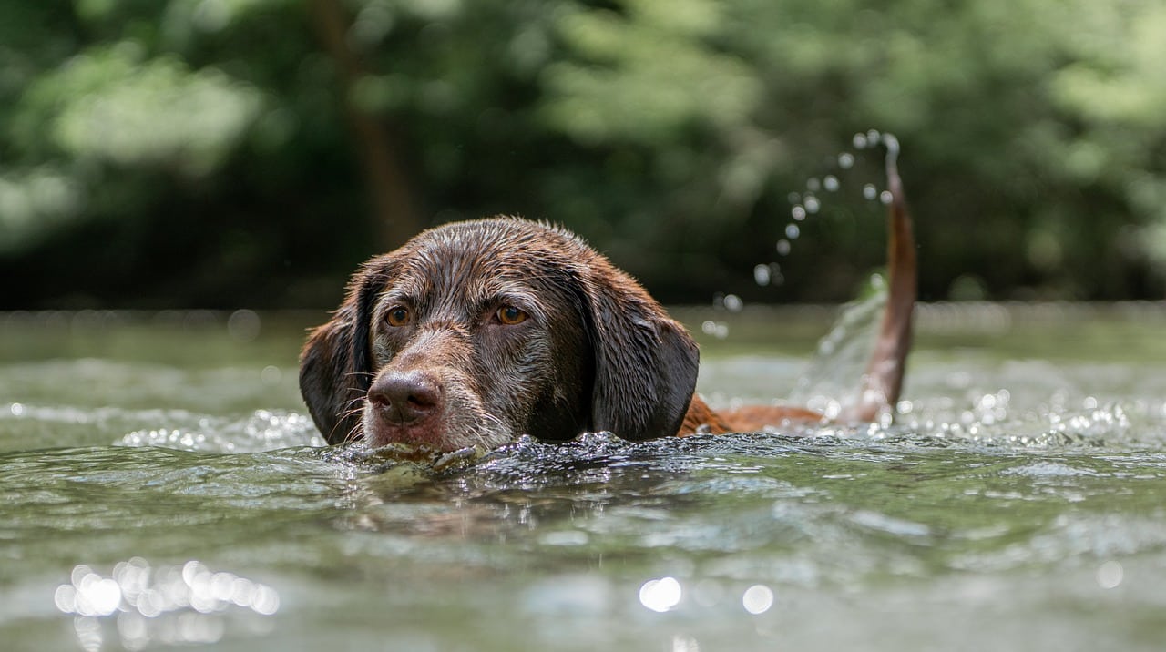 Water Exercise for Dogs: Swimming Safely