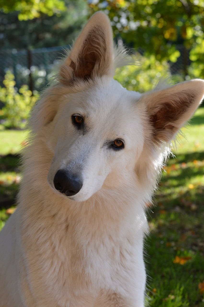 Why Do Dogs Tilt Their Heads?