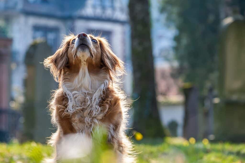 Why Do Dogs Wag Their Tails?